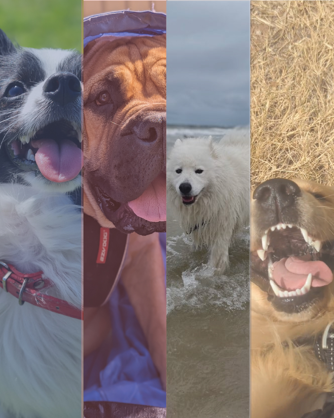 Alfadog — Brand Campaign